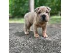 Chinese Shar-Pei Puppy for sale in Clarksville, TN, USA