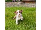 Boston Terrier Puppy for sale in Warsaw, IN, USA