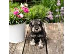 Schnauzer (Miniature) Puppy for sale in Warsaw, IN, USA