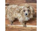 Poodle (Toy) Puppy for sale in Warrenton, MO, USA