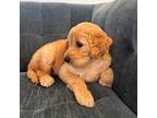 Goldendoodle Puppy for sale in Miami Lakes, FL, USA
