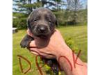 Labrador Retriever Puppy for sale in Camden, NY, USA