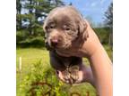 Labrador Retriever Puppy for sale in Camden, NY, USA