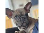 French Bulldog Puppy for sale in Midland, TX, USA