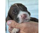 English Springer Spaniel Puppy for sale in Sterling, IL, USA