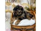 Mutt Puppy for sale in Collinsville, OK, USA