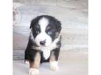 Australian Shepherd Puppy for sale in Perris, CA, USA