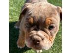 Olde English Bulldogge Puppy for sale in Marana, AZ, USA
