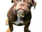 Olde English Bulldogge Puppy for sale in Marana, AZ, USA