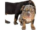 Olde English Bulldogge Puppy for sale in Marana, AZ, USA