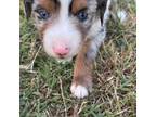 Miniature Australian Shepherd Puppy for sale in Marlow, OK, USA