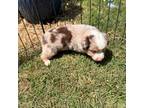 Miniature Australian Shepherd Puppy for sale in Marlow, OK, USA