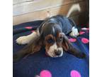 Basset Hound Puppy for sale in Benton, ME, USA