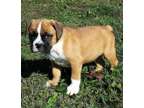 NSHZ Champion Boxer Puppies Available