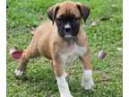 SASA Champion Boxer Puppies Available