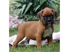 YYAG Champion Boxer Puppies Available