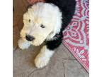 Old English Sheepdog Puppy for sale in Sterling Heights, MI, USA