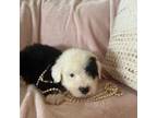 Cavapoo Puppy for sale in Sterling Heights, MI, USA