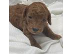 Mutt Puppy for sale in Cainsville, MO, USA