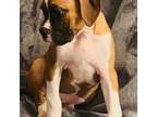 Boxer Puppy for sale in Claremore, OK, USA