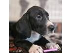 Great Dane Puppy for sale in Brainerd, MN, USA