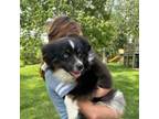 Miniature Australian Shepherd Puppy for sale in Yorkville, IL, USA