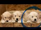 Golden Retriever Puppy for sale in Vernon, VT, USA