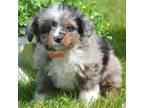 Mutt Puppy for sale in Kendallville, IN, USA