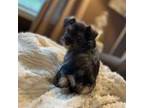 Schnauzer (Miniature) Puppy for sale in Madison, NC, USA