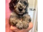 Aussiedoodle Puppy for sale in Pierson, MI, USA