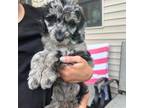 Aussiedoodle Puppy for sale in Pierson, MI, USA