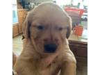 Golden Retriever Puppy for sale in Skipperville, AL, USA