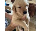 Golden Retriever Puppy for sale in Skipperville, AL, USA