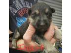 German Shepherd Dog Puppy for sale in Watts, OK, USA