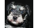 AKC Min Schnauzer Male 6