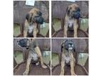 Great Dane Puppy for sale in Greentown, PA, USA