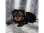 Yorkshire Terrier Puppy for sale in Pennsauken, NJ, USA