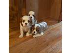 Cavalier King Charles Spaniel Puppy for sale in Taylorsville, KY, USA