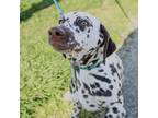 Dalmatian Puppy for sale in Vanceburg, KY, USA