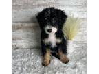 Mutt Puppy for sale in Middlebury, IN, USA