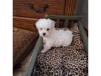 Maltese Puppy for sale in Mineral Wells, WV, USA