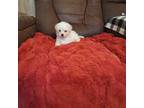Maltese Puppy for sale in Mineral Wells, WV, USA