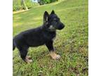 German Shepherd Dog Puppy for sale in Kellyton, AL, USA