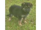 German Shepherd Dog Puppy for sale in Kellyton, AL, USA