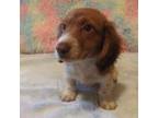 Dachshund Puppy for sale in Staunton, IL, USA