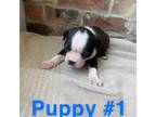 Boston Terrier Puppy for sale in Jasper, AL, USA