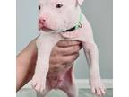 American Pit Bull Terrier Puppy for sale in Aurora, CO, USA