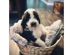 Wapoo Puppy for sale in Bentonville, AR, USA