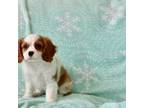 Cavalier King Charles Spaniel Puppy for sale in Sugarcreek, OH, USA