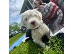 Old English Sheepdog